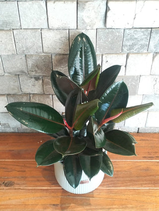 Burgundy Rubber Gem