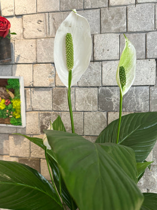 Peace Lily Blooms