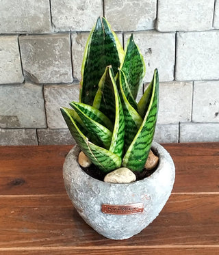 Vintage Terra Snake Plant