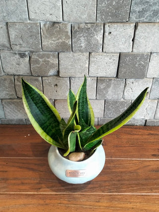 Bright Snake Plant