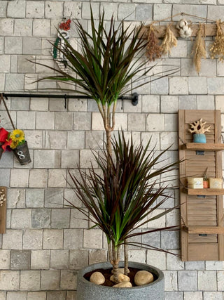 Song of India Breeze