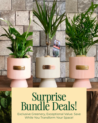 🌼 Compacta Moonlit Blossom 'Bundle'