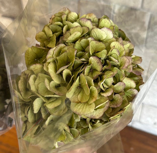 Dried Hydrangea Flower