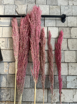 Dyed Multi-Colored Pampas Grass