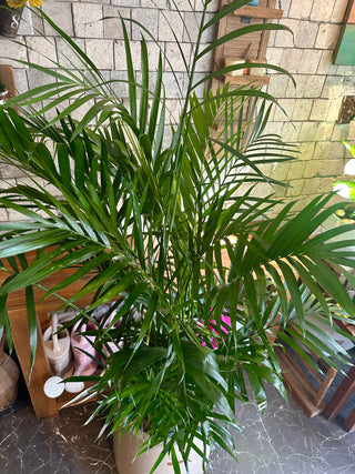 Golden Butterfly Palm Delight