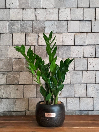 Zamia Verde