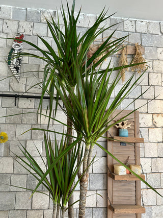 Song of India Atelier