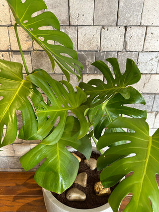 Swiss Cheese Plant Monstera Deliciosa