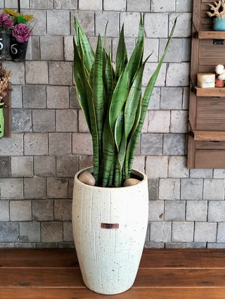 Luna Verde Sansevieria