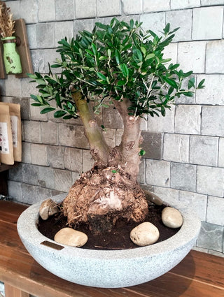 Eterna™ Olive Bonsai – Signature Edition