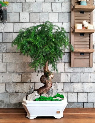 Emerald Crown Bonsai | ‘Norufōku no Hōseki’