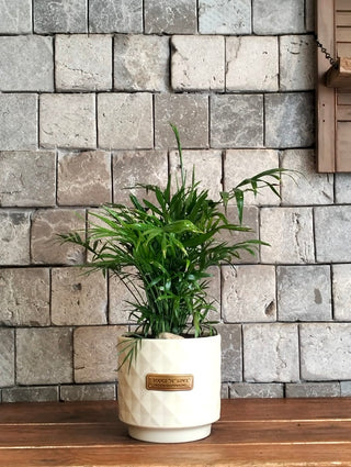 Parlor Palm Petite