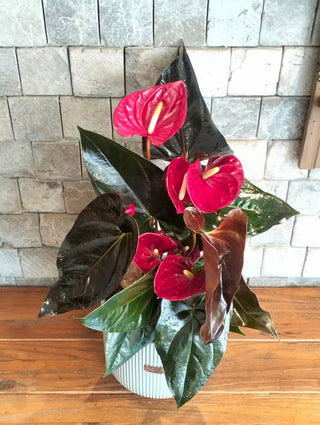 EverBloom Flamingo Lily