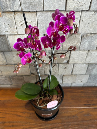 ‘Isabella’ Mystic Violet Orchid