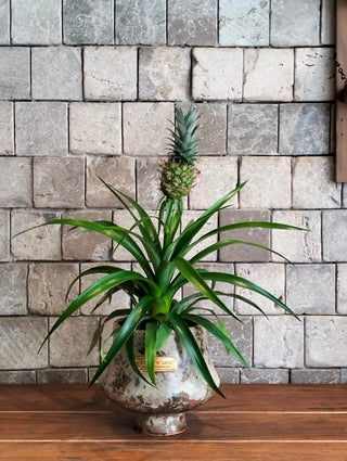 Golden Crown Pineapple