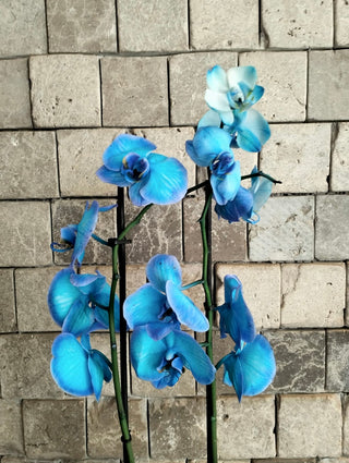 Royal Blossom Orchids