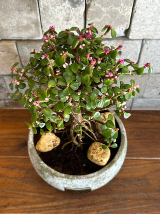 ‘Rustic-Chic’ Pink Jade Bonsai ‘MoneyTree’