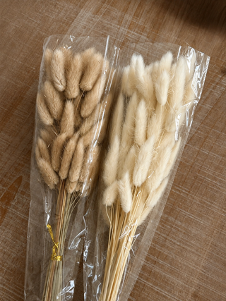 Dried Bunny Tail Grass