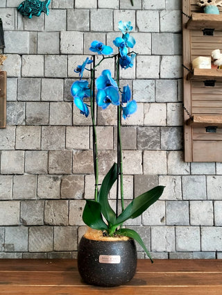 Royal Blossom Orchids