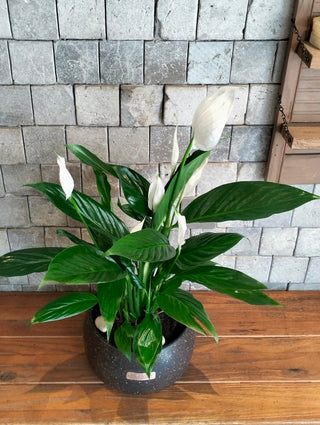 Lily of Peace