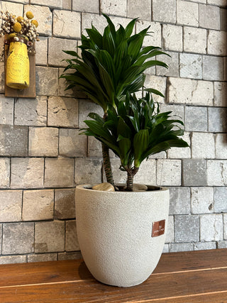 The Pineapple Dracaena Compacta