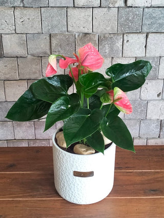Rosé Glow Flamingo Lily