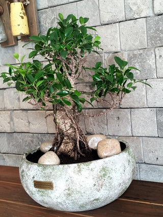 Rustic-Chic Ficus Breeze Bonsai