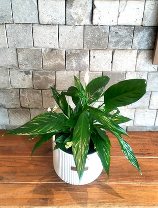 Peace Lily Bliss