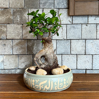 Ginseng Beauty Bonsai | Handmade Designer Collection