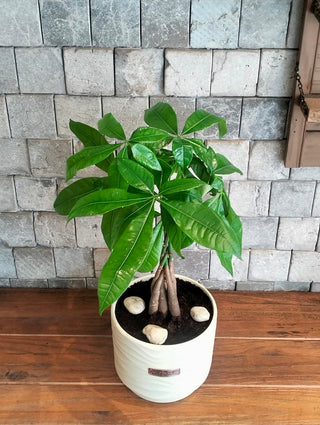 EverLuck MoneyTree
