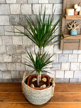 Root & Weave Marginata