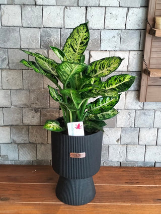 Lush Mosaic Dieffenbachia