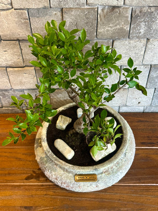 Ficus Breeze Bonsai