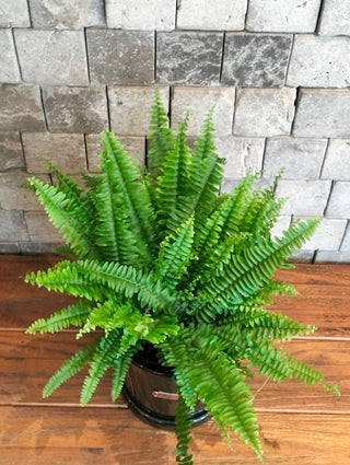 Eternal Youth Boston Fern