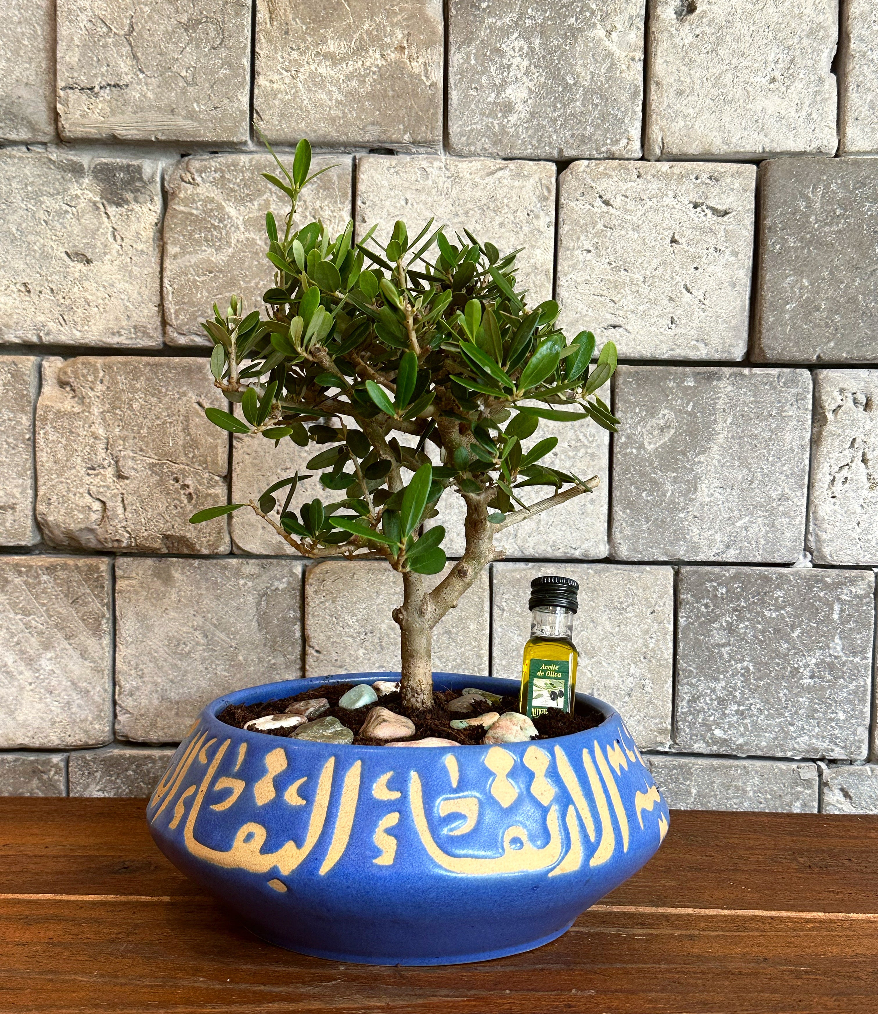 XS Olive Bonsai Tree | Handmade Designer Collection
