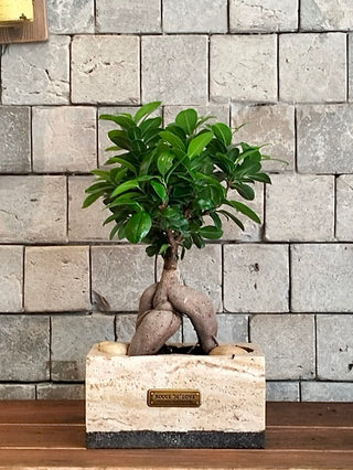 Jewel Bonsai | Artisan Marble Pottery Collection