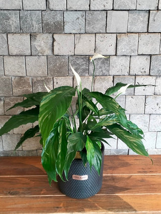 Peace Lily Delight