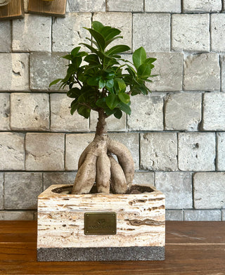 Bonsai Beauty | Handmade Marble Collection