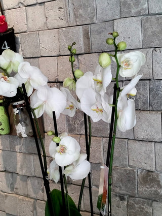 Eternal Grace Moon Orchids | Sculpted Indian Wooden Pot