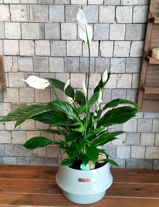 Peace Lily Delight