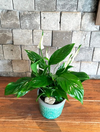 Fresh Aura Lily Petite