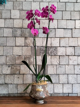 Améline Orchid