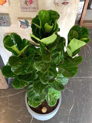 Lyrata Grace – Fiddle Leaf Beauty