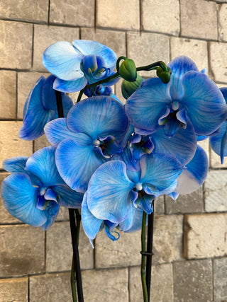 Royal Blossom Moon Orchids | Sculpted Indian Wooden Pot