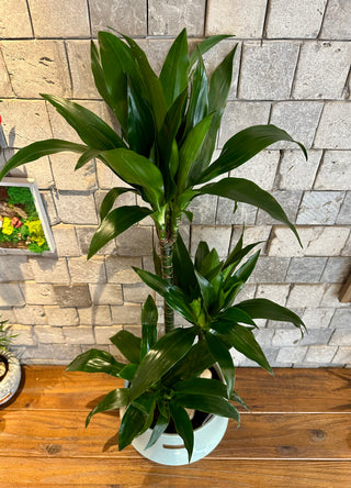 The Happy Plant Dracaena