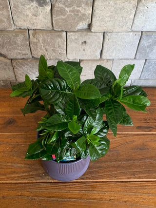 Gardenia Belle