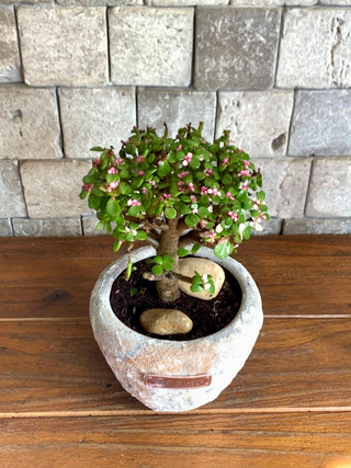 Lush Fortune – Pink Jade Bonsai ‘MoneyTree’