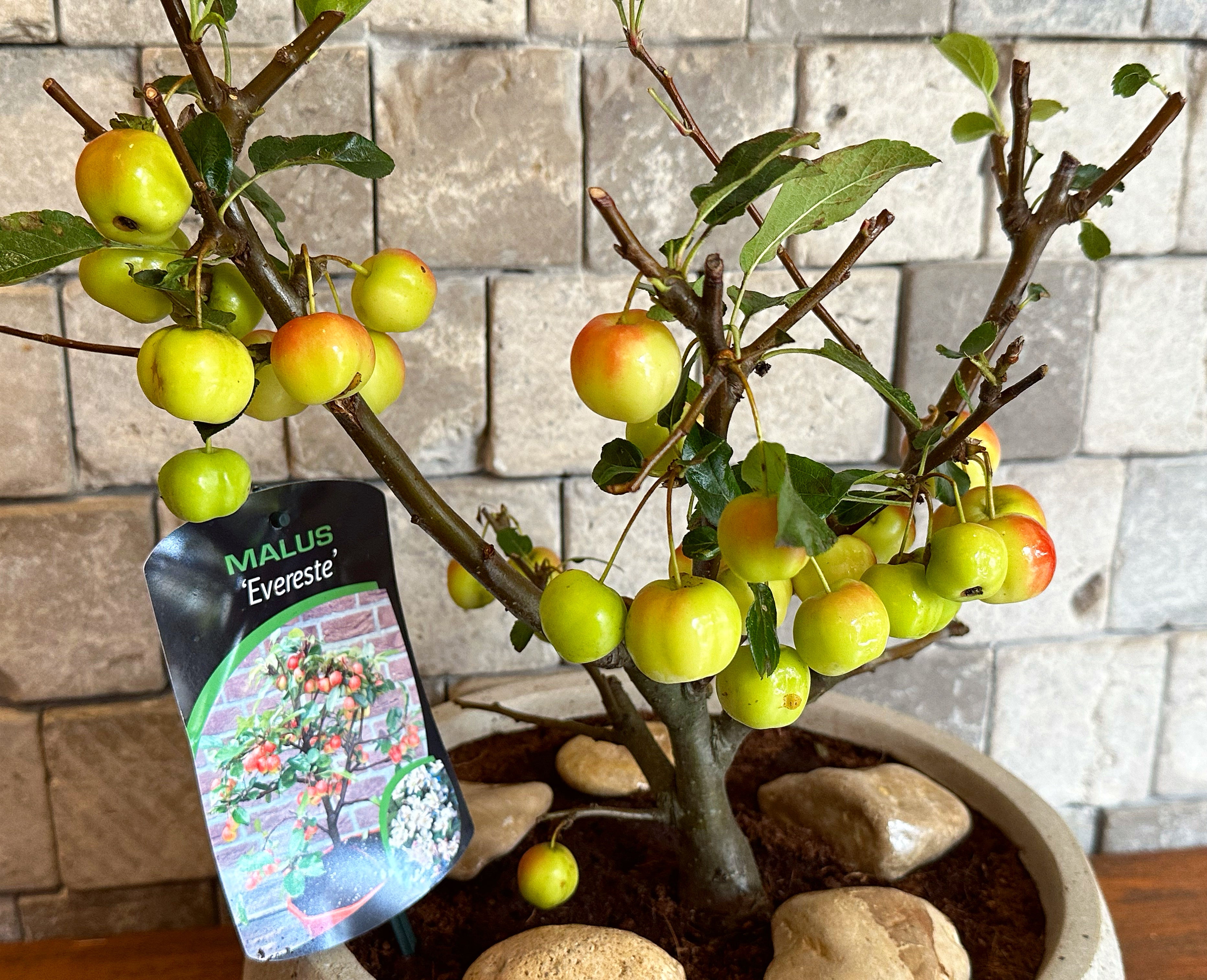 ‘Malus Evereste’ Sweet Apple Bonsai Tree