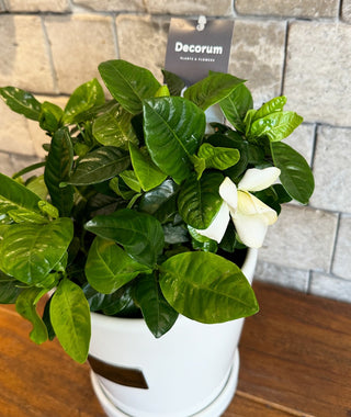 Gardenia, Cape Jasmine