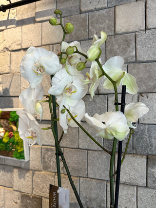 ‘Rustic-Chic’ Bianca Moon Orchids